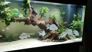 Juwel Rio 450 geophagus sveni quotRio Paranaquot [upl. by Anined]