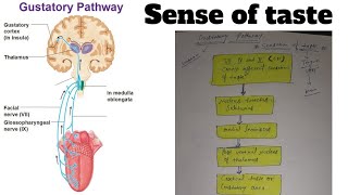 gustatory system in hindi  sense of taste gustatory pathway simple method in hindi anatomy [upl. by Lamberto]