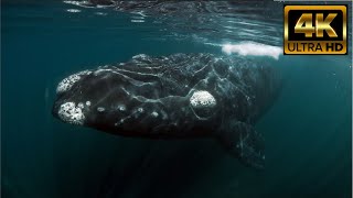 Kommetjie RIGHT WHALES blow RAINBOWS  FREE FLIGHT  quotShine On You Crazy Diamondquot downsouth whales [upl. by Maguire]