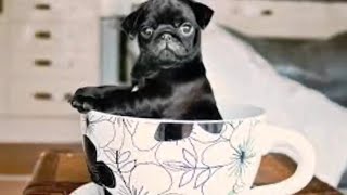 15 Teacup Dog Breeds That Are Tiny and Adorable  Small Pets  Pet Care Tips  Pet Selection [upl. by Dukey]