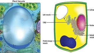 what is vacuole and part vacuoles [upl. by Madelin421]