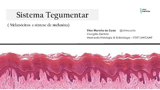 Sistema Tegumentar  Melanócitos e síntese de melanina [upl. by Ama594]