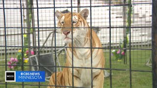 The debate over “Tiger Encounters” at the Carver County Fair [upl. by Ydnir]