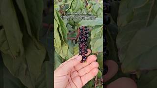 pokeweed poke fitolacca fitolaccaamericana Phytolaccaamericana Phytolacca foraging fruit [upl. by Eadas]