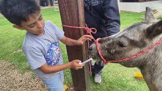 VERMIFUGANDO NOSSAS PÔNEIS ESTRELA E PÉROLA CRIANÇA ANDANDO DE CAVALO COMO VERMIFUGAR CAVALOS [upl. by Teerprug]