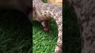 The birth of a blue tongue lizard [upl. by Doralin]