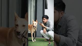 Dildar thekuldeepsinghania cricket kuldeepsinghania viratkohli ipl doglover funny dog [upl. by Sivram]