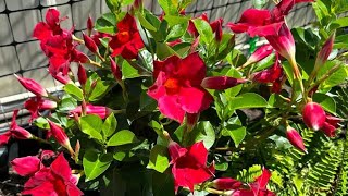 How to grow amp care for Mandevilla beautiful climbing vine  Mandevilla fast growing vine [upl. by Pegma]