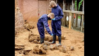 Meerkat Experience at Chester Zoo [upl. by Ydne526]