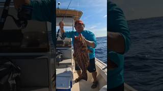 Abadejo al jigging en el mar caribe mexicano de isla mujeres shorts isleñitojapesca [upl. by Hoban]