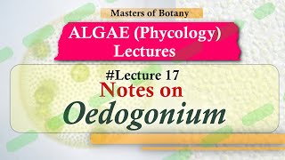 Lecture 17  Oedogonium Life Cycle Important Chlorophyceae  Algae Lecture Notes [upl. by Kendell]