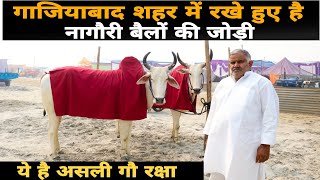 नागौरी बैल  Beautiful Nagauri Bullocks in Garhmukteshwar Fair  ये है असली गौ रक्षा [upl. by Caniff]