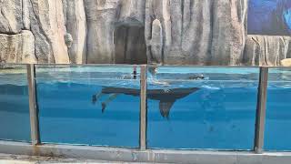 Zoomarine Albufeira Portugal SealSealion show [upl. by Najar]