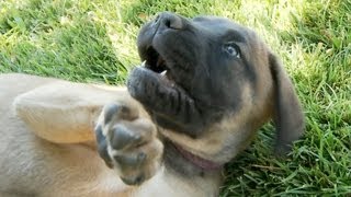 Cutest English Mastiff Puppy Ever [upl. by Stucker]