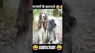 Janvaron ko funny comedy 😀 dekhne ke liye video collection channel ko subscribe🙏 Karen 😀 [upl. by Brenda]