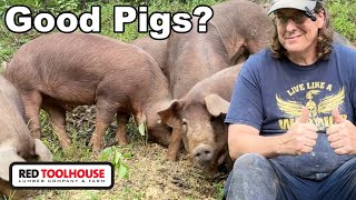 How Have the Red Wattle Pigs Managed on Our Farm [upl. by Septima]