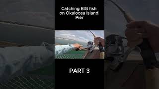 Catching Big fish on Okaloosa island pier PART 3 fishing fish floridaisland okaloosaisland [upl. by Ecineg863]