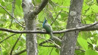 Bluebearded Beeeater Nyctyornis athertoni Huai Kha Khaeng Wildlife Sanct Thailand 14 Sept 2024 [upl. by Clarice]