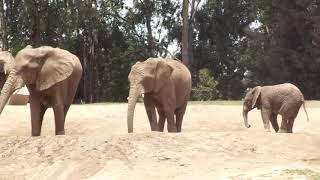 African Elephant アフリカゾウ 今日は暑いので水浴びですｗ San Diego Safari Park [upl. by Notnad]