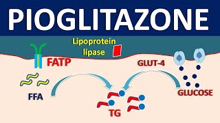 Pioglitazone  Mechanism side effects precautions and uses [upl. by Naraj]