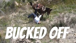 DID HE GET STOMPED  Mule Ranching Vlog 2 [upl. by Assillim]