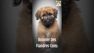 Bouvier des Flandres Pros And Cons shorts [upl. by Yellas]