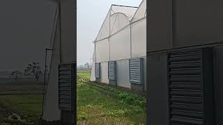 Poly house farming polyhouse farming garden [upl. by Snahc]