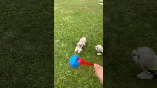 Rodney amp Cody in MI  Playful supercute shihtzu adorable michigan 2024 doglover [upl. by Anirbys4]