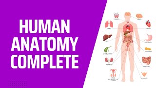 COMPLETE Human Anatomy in 1 Hour A to Z 3D Human Body Organ Systems [upl. by Idola]