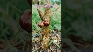 Jaboticaba fruits in our Ramanujans gardenexoticfruitplants tropicalfruit nature [upl. by Montague320]