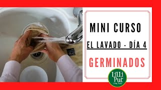 🚿 CÓMO LIMPIAR los germinado de alfalfa y similares 👉 Cultivo de GERMINADOS DÍA 4️⃣ [upl. by Uon280]