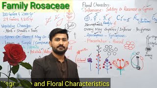 911 General Characters of Family Rosaceae Fsc Class 11 Biology by irtisamsbiology [upl. by Sil895]