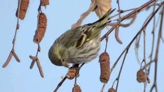 Eurasian Siskin  Чиж  Carduelis spinus [upl. by Zeeba]