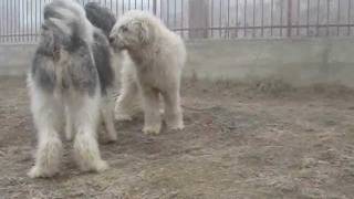 Natural breeding of dogs  Mioritic Sheepdog [upl. by Grefe]