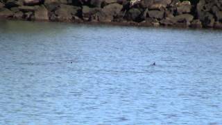 Blacktip Reef Sharks at Puukohola Heiau [upl. by Tannie221]