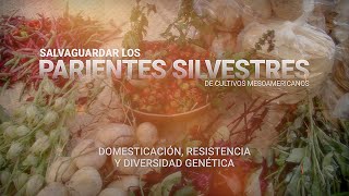 2 Domesticación resistencia y diversidad genética  Parientes Silvestres de cultivos mesoamericanos [upl. by Telfer]