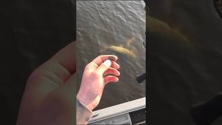 MONSTER Pike and walleye double up fishing fyp bigfish walleye pike youtube shorts crazy [upl. by Forta79]