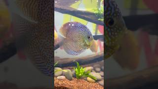 Big size discus 💥💥❤️😍 aquarium youtubeshorts youtuber youtube hobby fish ytshorts discus [upl. by Neenaj]