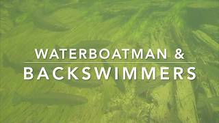 BOATMAN amp BACKSWIMMERS  Lake Fishing Tenchiques [upl. by Hatnamas]