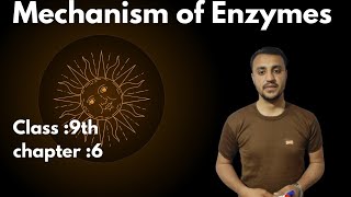 Mechanism of Enzymes in urdu Hindi  Class 9th  Chapter 6 [upl. by Nemzaj]