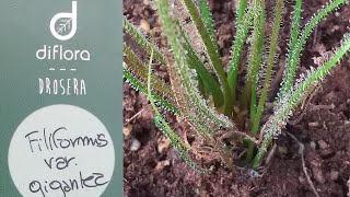 Drosera filiformis var gigantea [upl. by Stewart263]