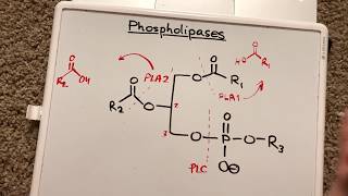 Phospholipases [upl. by Jock]