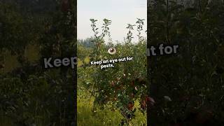 How to grow otaheite apple [upl. by Hsilgne]