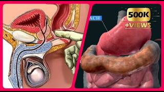 Digestive System Organs You May Not Know ❗😍 [upl. by Eiroj]