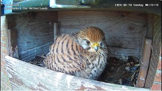 Live Stream Nest Cam Kestrel Nest Box Torenvalk Nestkast [upl. by Armand]