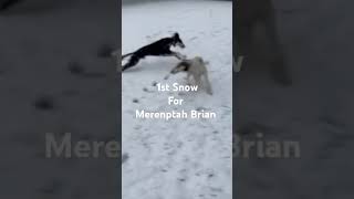 1st snow for Merenptah Brian [upl. by Tilla]