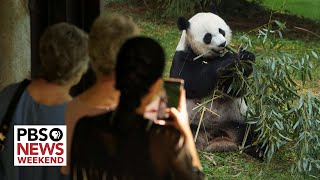 National Zoo celebrates 50 years of panda conservation [upl. by Oijres276]