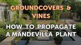 How to Propagate a Mandevilla Plant [upl. by Echikson435]