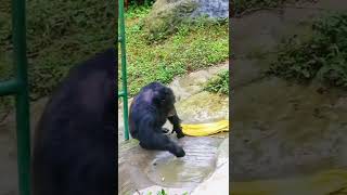 Chimpanzee l Chimpanzee Videos l Neo Animal [upl. by Sinaj]