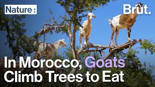 In Southwestern Morocco Goats Climb Trees To Eat [upl. by Gnik503]